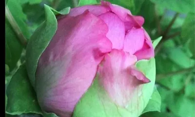 Complete Guide to Caring for Peonies in All Four Seasons (Understanding Watering Patterns in Spring, Summer, Autumn, and Winter to Keep Peonies Blooming and Thriving) 3