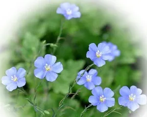 Blue flax life cycle (understanding the growth characteristics and care techniques of blue flax) 1
