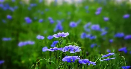 Blue flax life cycle (understanding the growth characteristics and care techniques of blue flax) 3