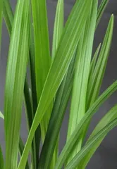 Planting and Caring for Orchids (From Site Selection to Watering, A Comprehensive Guide to Orchid Planting Precautions) 1