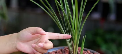 Planting and Caring for Orchids (From Site Selection to Watering, A Comprehensive Guide to Orchid Planting Precautions) 2