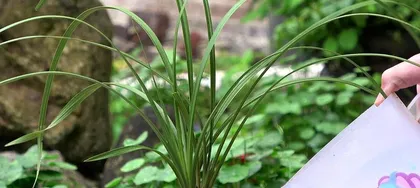 Planting and Caring for Orchids (From Site Selection to Watering, A Comprehensive Guide to Orchid Planting Precautions) 3