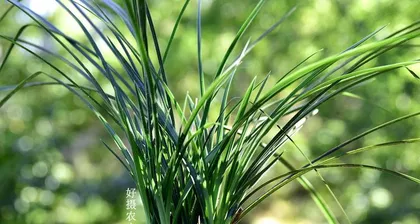 Orchid Care Guide (Help Your Orchids Grow More Vigorously) 1