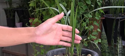 Orchid Care Guide (Help Your Orchids Grow More Vigorously) 2