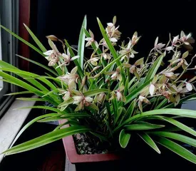 Orchid Care Guide (Help Your Orchids Grow More Vigorously) 3