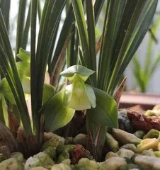 Be careful! Orchids are toxic, but you can still grow them indoors (understand the toxicity of orchids and do a good job of indoor care) 1