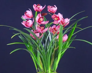 Be careful! Orchids are toxic, but you can still grow them indoors (understand the toxicity of orchids and do a good job of indoor care) 2
