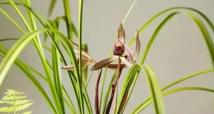 Be careful! Orchids are toxic, but you can still grow them indoors (understand the toxicity of orchids and do a good job of indoor care) 3