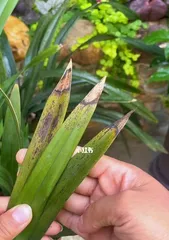 Reasons and Treatment Methods for Yellowing Orchid Leaves (Pay attention to maintenance, keep orchids evergreen) 1
