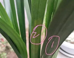 Reasons and Treatment Methods for Yellowing Orchid Leaves (Pay attention to maintenance, keep orchids evergreen) 2
