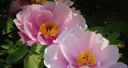 Peony Cultivation and Care (Secrets Revealed, Easily Create a Beautiful Peony Garden) 1