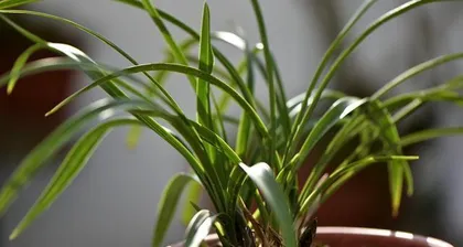 Reasons and Treatment Methods for Yellowing Orchid Leaves (Pay attention to maintenance, keep orchids evergreen) 3