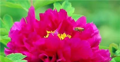 Peony Cultivation and Care (Secrets Revealed, Easily Create a Beautiful Peony Garden) 2