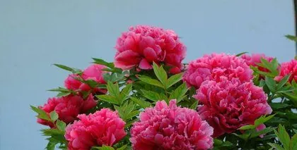 Peony Cultivation and Care (Secrets Revealed, Easily Create a Beautiful Peony Garden) 3