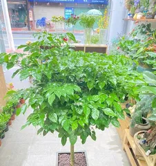 How to Help Chili Trees Safely Survive the Winter? (Winter Care Tips for a Healthy Growing Environment) 1