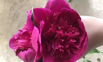 Can peony flowers safely get through the winter? (Winter care techniques and FAQ) 1