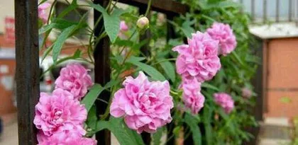 Can peony flowers safely get through the winter? (Winter care techniques and FAQ) 2
