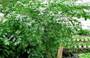 How to Help Chili Trees Safely Survive the Winter? (Winter Care Tips for a Healthy Growing Environment) 2