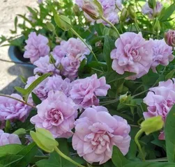 Can peony flowers safely get through the winter? (Winter care techniques and FAQ) 3