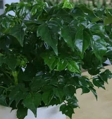 How to Help Chili Trees Safely Survive the Winter? (Winter Care Tips for a Healthy Growing Environment) 3