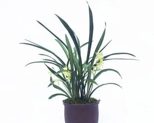 Orchid Care Guide (How many years does it take for an orchid to bloom? Big reveal of orchid care tips) 1