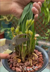 Orchid Care Guide (How many years does it take for an orchid to bloom? Big reveal of orchid care tips) 2