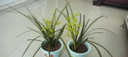 Orchid Care Guide (How many years does it take for an orchid to bloom? Big reveal of orchid care tips) 3