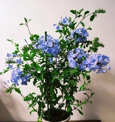 如何养护蓝雪，让其茁壮成长（蓝雪养护全攻略）1