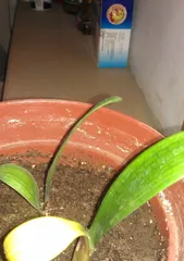 How to deal with the problem of yellowing new leaves of orchids (orchid care knowledge) 1