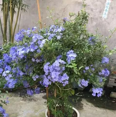 如何养护蓝雪，让其茁壮成长（蓝雪养护全攻略）2