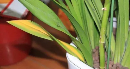 How to deal with the problem of yellowing new leaves of orchids (orchid care knowledge) 2