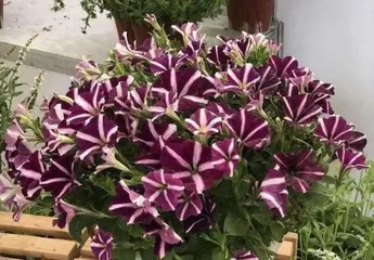 Winter Care for Orchid Cactus (How to Get Through the Cold Winter) 1