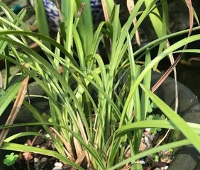 How to deal with the problem of yellowing new leaves of orchids (orchid care knowledge) 3
