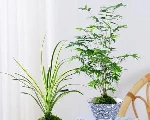 How to Grow Lush Bamboo (Bamboo Care Tips, Easily Grow a Lush Bamboo Forest) 1