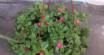 Winter Care for Orchid Cactus (How to Get Through the Cold Winter) 2