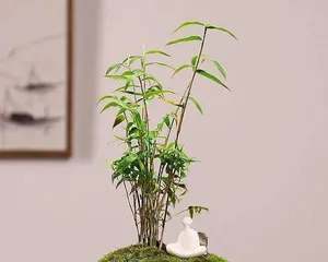 How to Grow Lush Bamboo (Bamboo Care Tips, Easily Grow a Lush Bamboo Forest) 2
