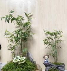 How to Grow Lush Bamboo (Bamboo Care Tips, Easily Grow a Lush Bamboo Forest) 3