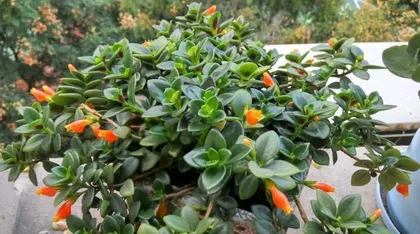 Winter Care for Orchid Cactus (How to Get Through the Cold Winter) 3