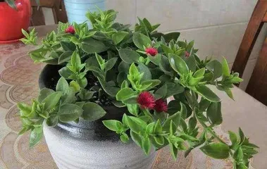 A Complete Guide to the Flowering Period and Care of Pearl Bush (Learn about the growth cycle and propagation techniques of this beautiful succulent in one go) 1