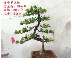 How to Quickly Cultivate Miiyae Podocarpus (From Variety Selection to Management and Maintenance, to Create a Vibrant and Green Garden Bonsai) 1