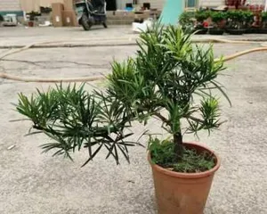 How to Quickly Cultivate Miiyae Podocarpus (From Variety Selection to Management and Maintenance, to Create a Vibrant and Green Garden Bonsai) 2