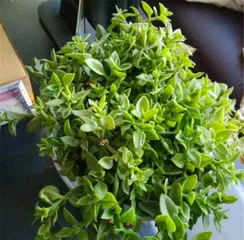 A Complete Guide to the Flowering Period and Care of Pearl Bush (Learn about the growth cycle and propagation techniques of this beautiful succulent in one go) 2