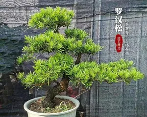 How to Quickly Cultivate Miiyae Podocarpus (From Variety Selection to Management and Maintenance, to Create a Vibrant and Green Garden Bonsai) 3