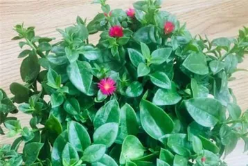 A Complete Guide to the Flowering Period and Care of Pearl Bush (Learn about the growth cycle and propagation techniques of this beautiful succulent in one go) 3