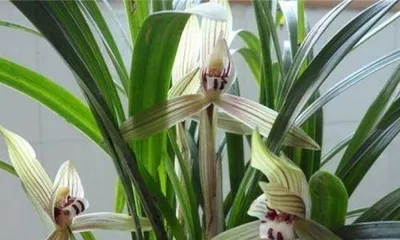 Are Spider Plants Suitable for Indoor Cultivation? (Exploring the Care Methods and Precautions for Spider Plants Indoors) 1