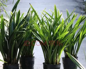 Are Spider Plants Suitable for Indoor Cultivation? (Exploring the Care Methods and Precautions for Spider Plants Indoors) 2