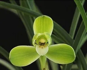 Are Spider Plants Suitable for Indoor Cultivation? (Exploring the Care Methods and Precautions for Spider Plants Indoors) 3