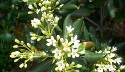 Care Guide for Mexican Snowball Succulent (Creating a Beautiful Succulent Garden, Starting with the Snowball) 2