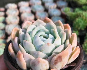 Care Guide for Mexican Snowball Succulent (Creating a Beautiful Succulent Garden, Starting with the Snowball) 3