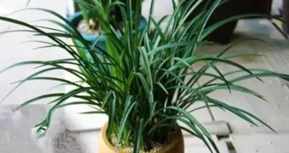 Potted Cymbidium sinense and Care (Creating Green Spaces, Happy Life) 1
